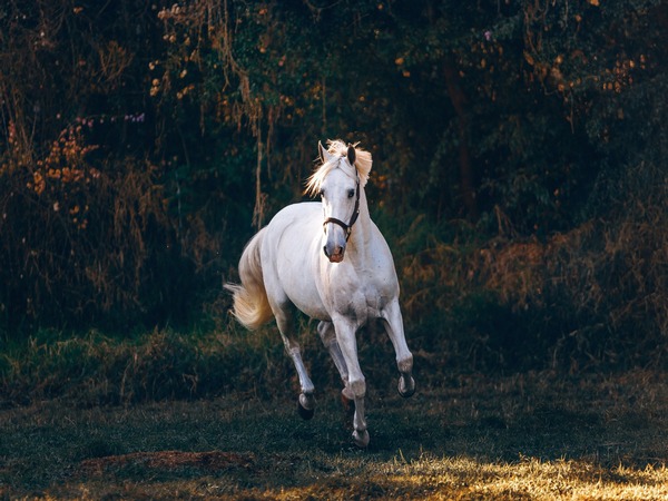 Horse Dies of Cardiac Arrest